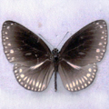 Blue  crow Euploea kollari